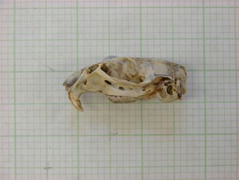 Media type: image;   Mammalogy 31381